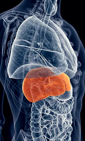 HepatoBurn Buy